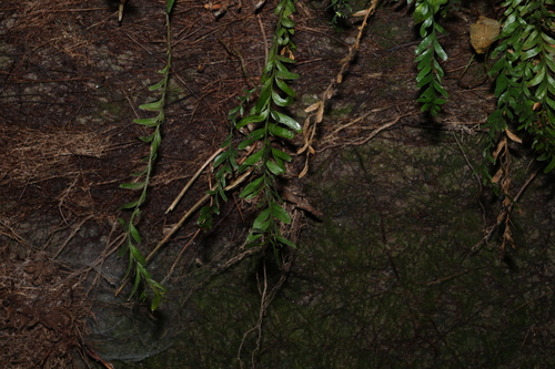 Fork Fern (Tmesipteris truncata)