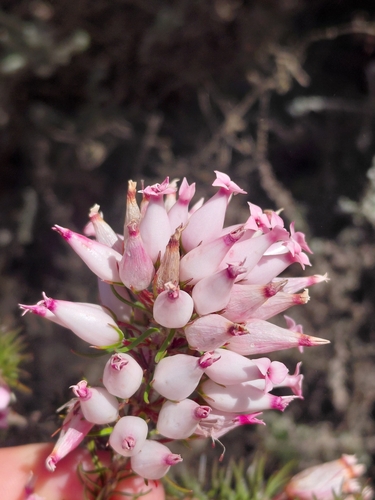 Wax Heath (Erica ventricosa)