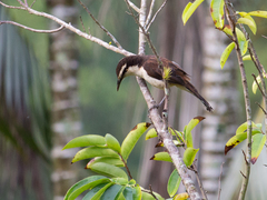 Campylorhynchus griseus