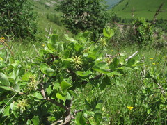 Salix pseudodepressa