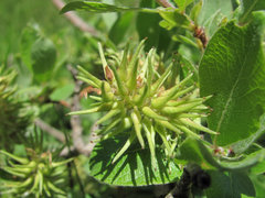 Salix pseudodepressa