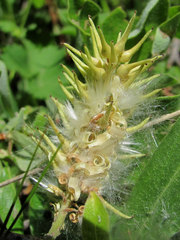 Salix pseudodepressa