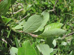 Salix pseudodepressa