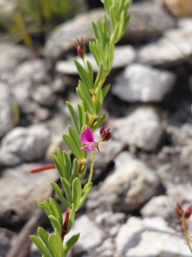 Virgin Indigo (Indigofera dillwynioides)