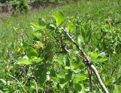 Salix pseudodepressa