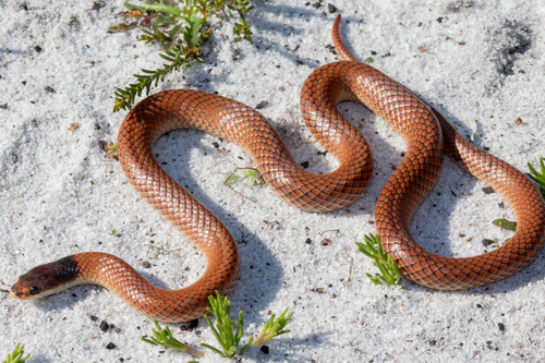 Gould's Hooded Snake sighting