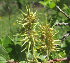 Salix pseudodepressa