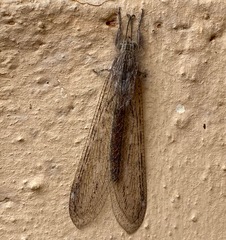 Centroclisis