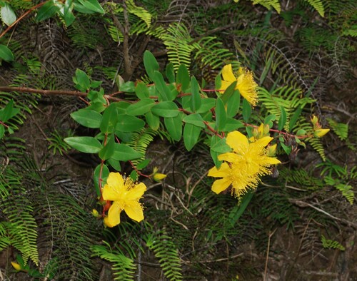 Hypericum kouytchense, photograph 2