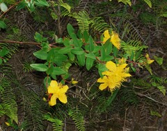 Hypericum kouytchense, photograph (c) Greg Tasney, some rights reserved (CC BY-SA)