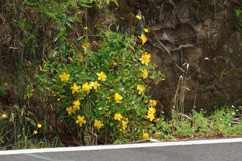 Hypericum kouytchense, photograph 1