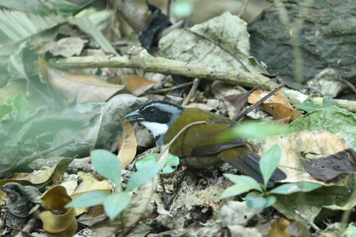 Sierra Nevada Brushfinch (Arremon basilicus), photo 6