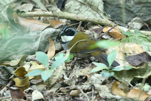 Sierra Nevada Brushfinch (Arremon basilicus), photo 5