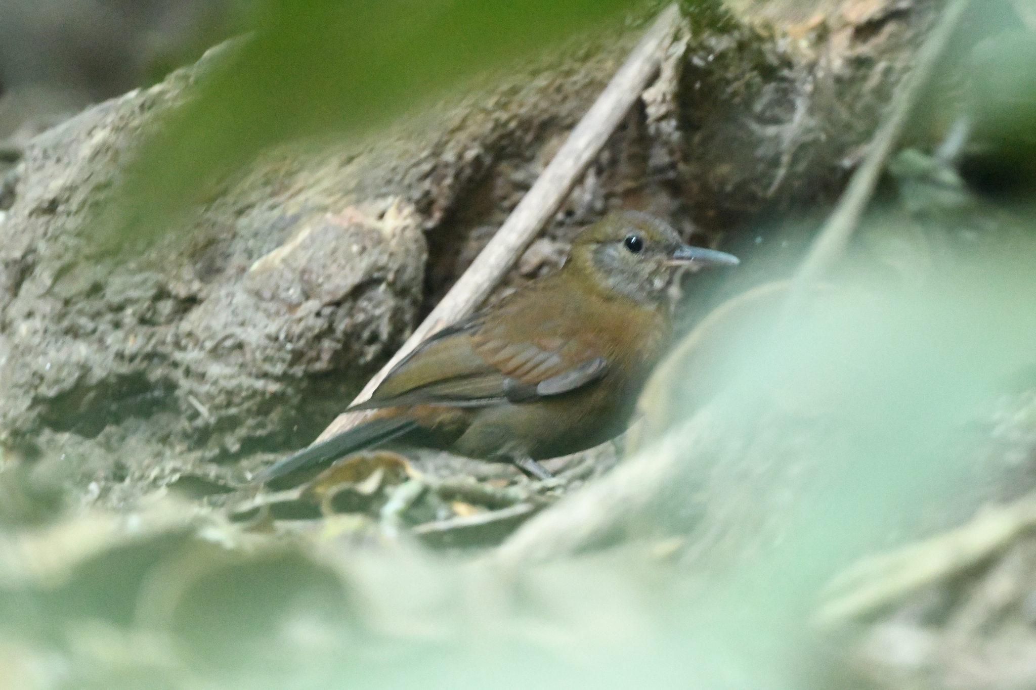 Grey-throated Leaftosser (Sclerurus albigularis), photo 2