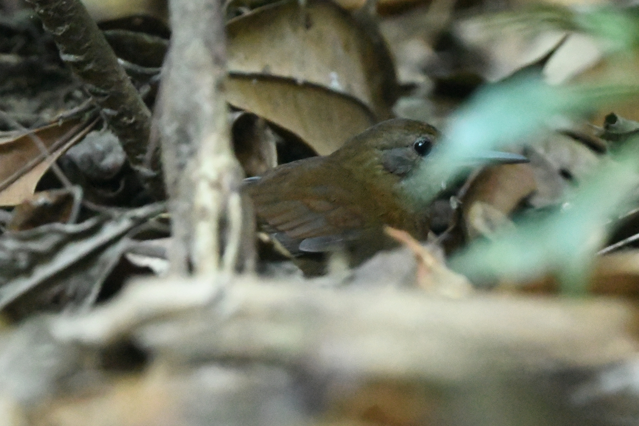 Grey-throated Leaftosser (Sclerurus albigularis), photo 3