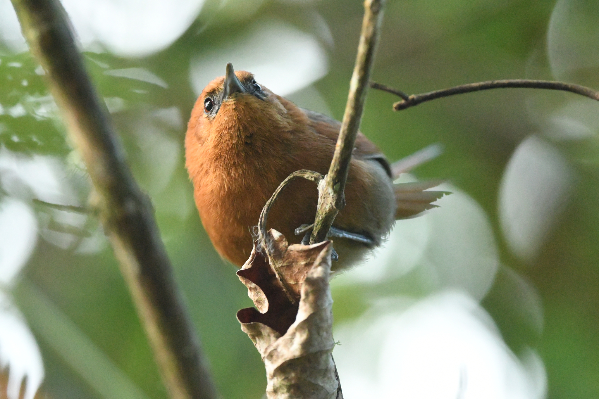Rusty-headed Spinetail (Synallaxis fuscorufa), photo 4