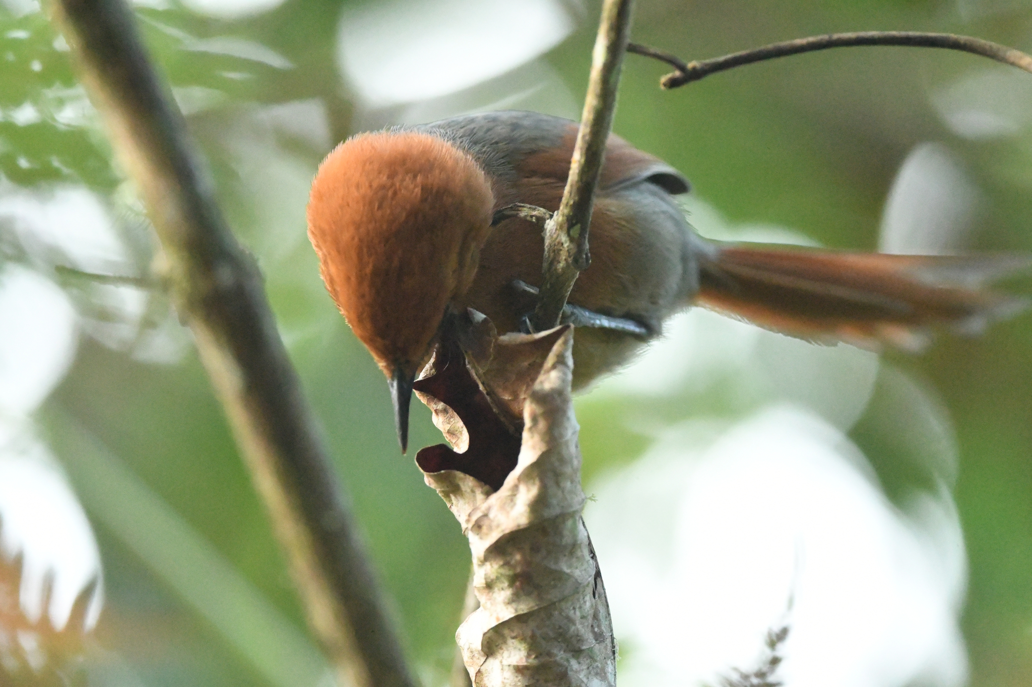 Rusty-headed Spinetail (Synallaxis fuscorufa), photo 5