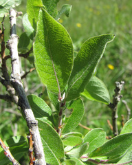 Salix pseudodepressa