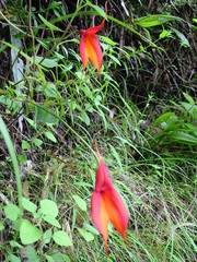 Masdevallia veitchiana