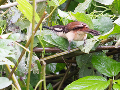 Campylorhynchus griseus