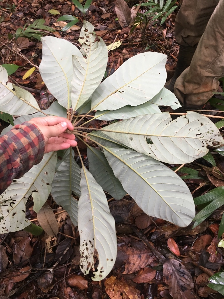 Williamodendron