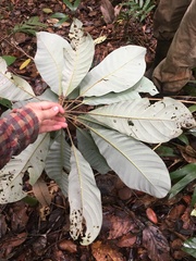 Williamodendron glaucophyllum image