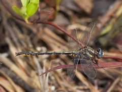 Phanogomphus diminutus