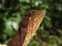 Anolis chrysolepis