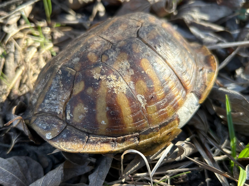 Ornate Box Turtle observed by egordon88