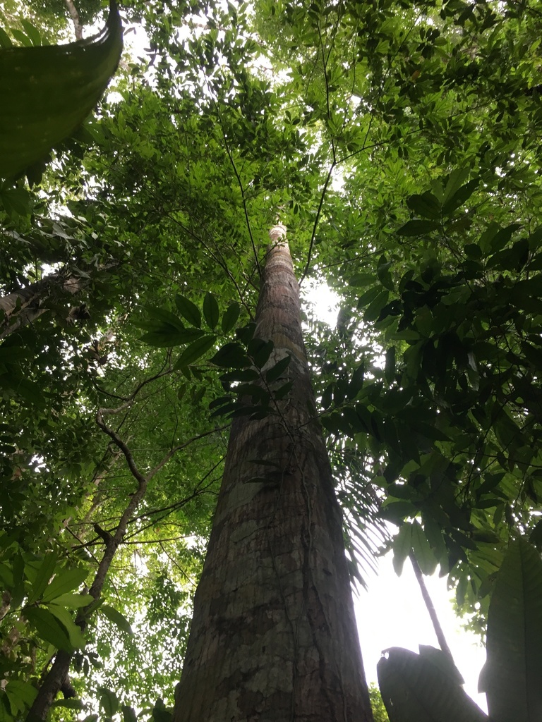 Oxandra venezuelana