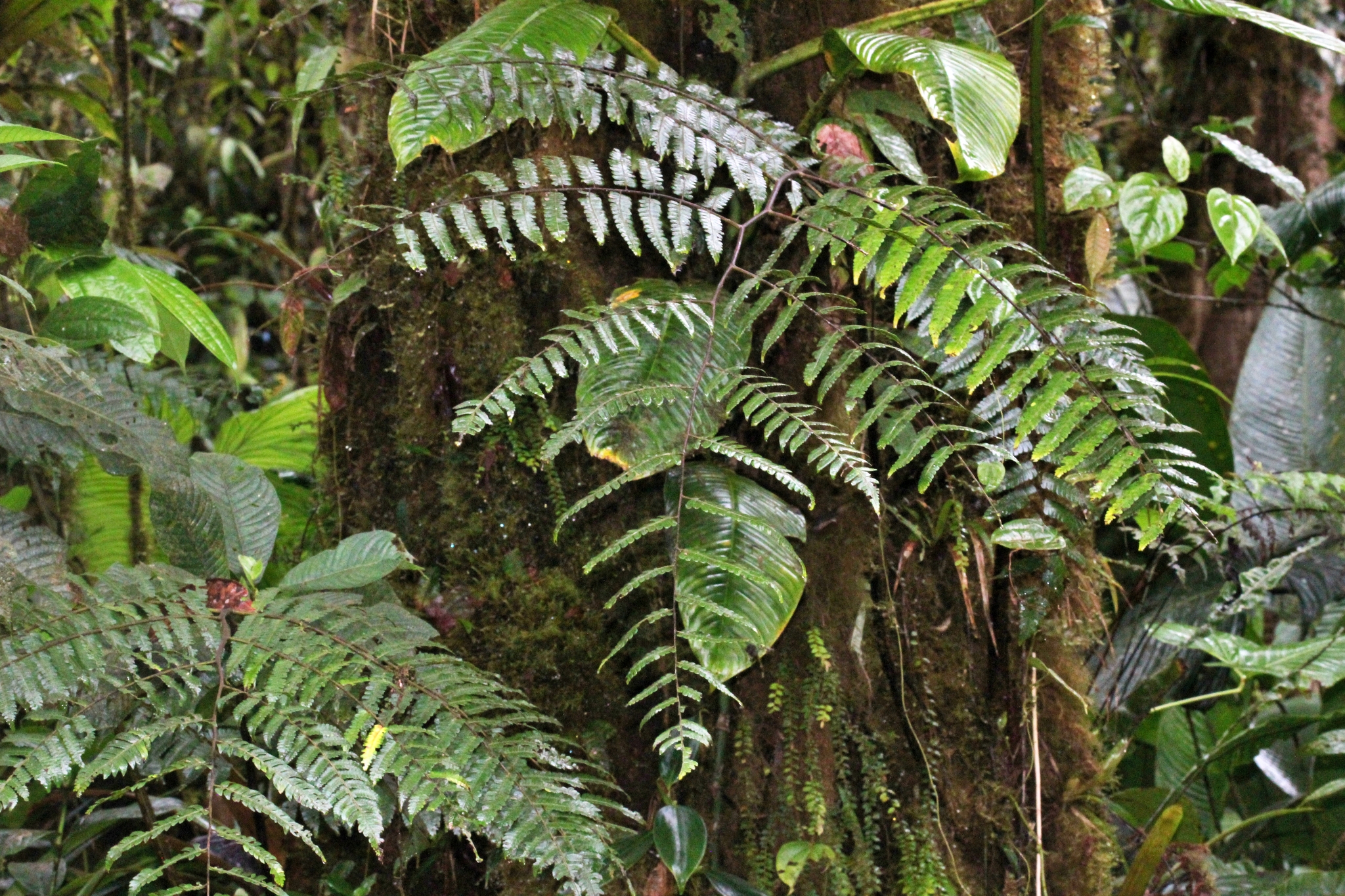 Cyathea hemiepiphytica