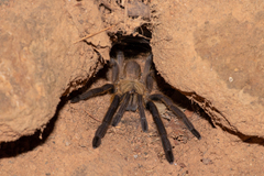 Chilobrachys