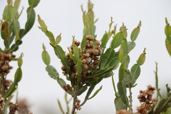 Baccharis articulata