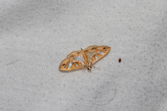 Glyphodes pyloalis
