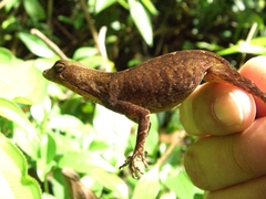 Anolis chrysolepis