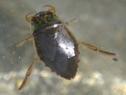 saucer bug, Schinveld, Nederland, photo 9 of 10