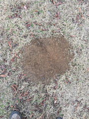 Solenopsis saevissima