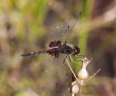 Celithemis ornata
