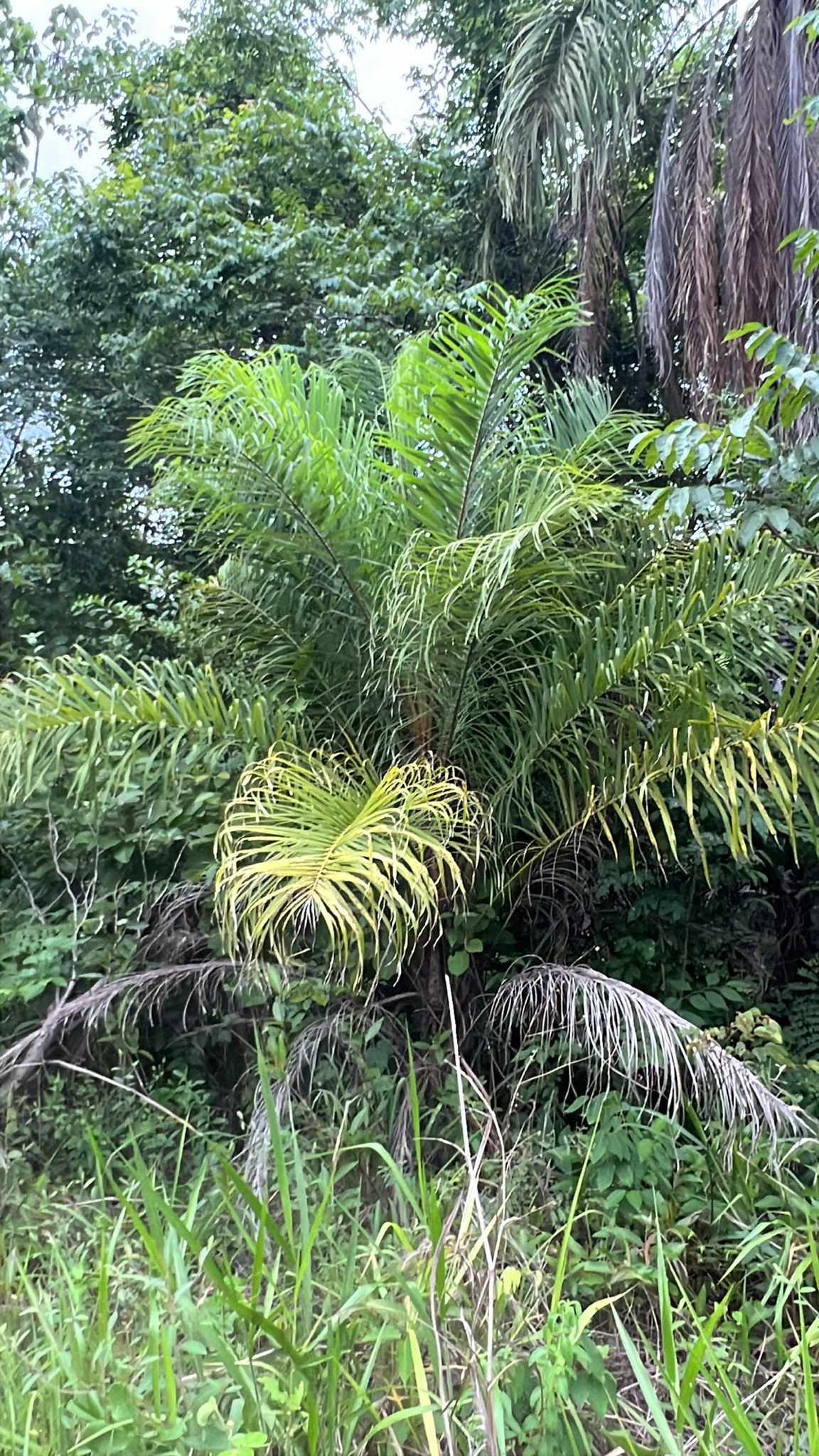 Acrocomia aculeata