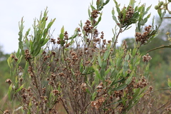 Baccharis articulata