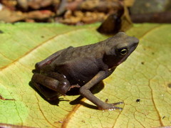 Atelopus flavescens