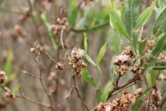 Baccharis articulata