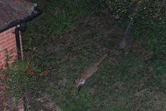 Vulpes vulpes