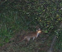 Vulpes vulpes