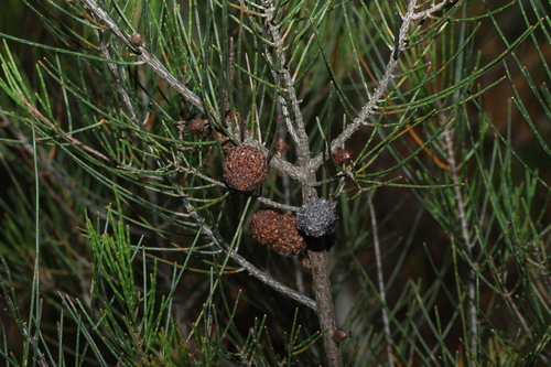 Allocasuarina nana, photograph 4