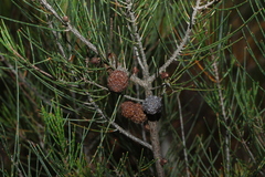 (c) Greg Tasney, some rights reserved (CC BY-SA) Allocasuarina nana, photograph (c) Greg Tasney, some rights reserved (CC BY-SA)