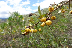 Duranta mutisii, photograph (c) Eric Schmidt, some rights reserved (CC BY)