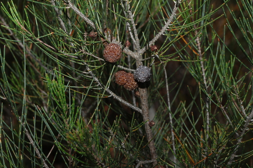 Allocasuarina nana, photograph 5