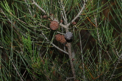 (c) Greg Tasney, some rights reserved (CC BY-SA) Allocasuarina nana, photograph (c) Greg Tasney, some rights reserved (CC BY-SA)