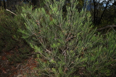 Allocasuarina nana, photograph (c) Greg Tasney, some rights reserved (CC BY-SA)